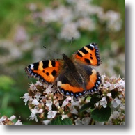 Small Tortoiseshell Butterfly